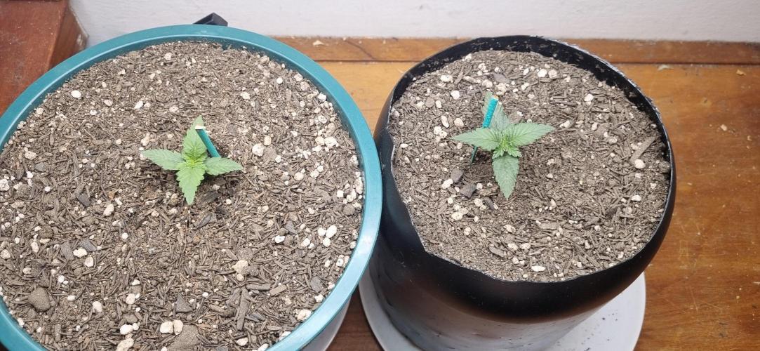 Pound Cake Auto!!. Week 2 - 20/02 - 09d