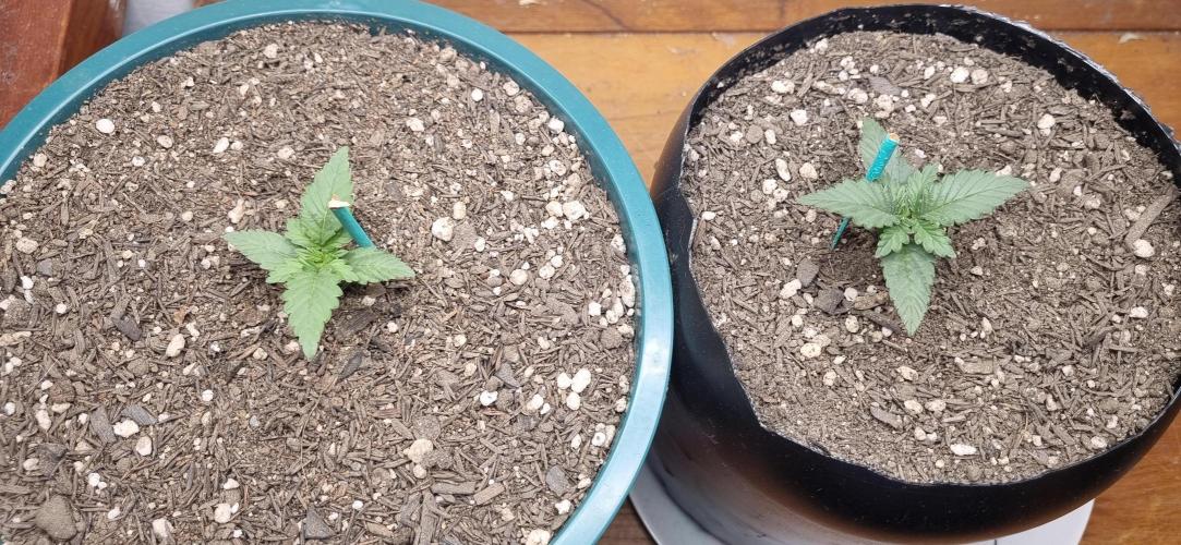 Pound Cake Auto!!. Week 2 - 21/02 - 10d