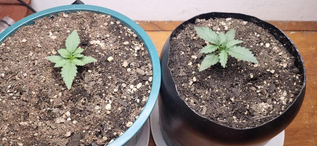 Pound Cake Auto!!. Week 2 - 22/02 - 11d