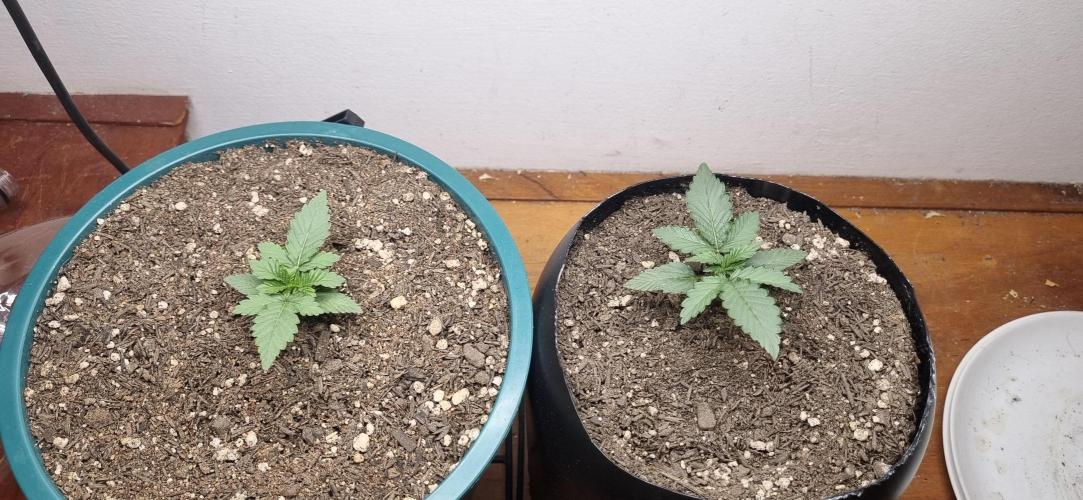 Pound Cake Auto!!. Week 2 - 23/02 - 12d