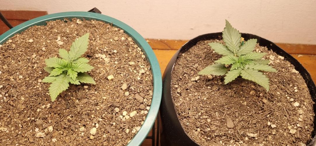Pound Cake Auto!!. Week 2 - 24/02 - 13d