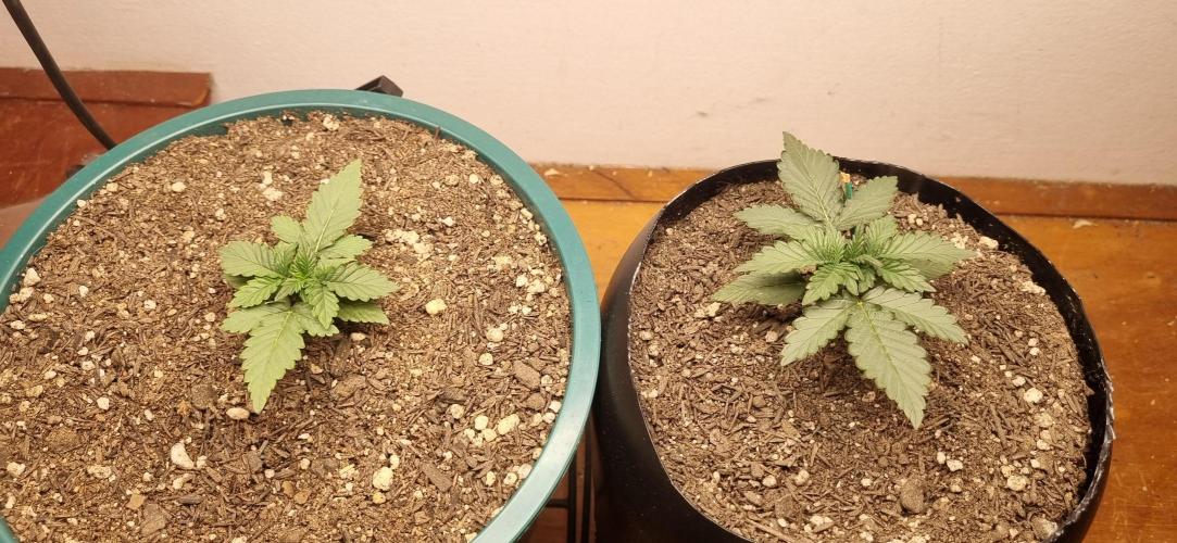 Pound Cake Auto!!. Week 2 - 25/02 - 14d