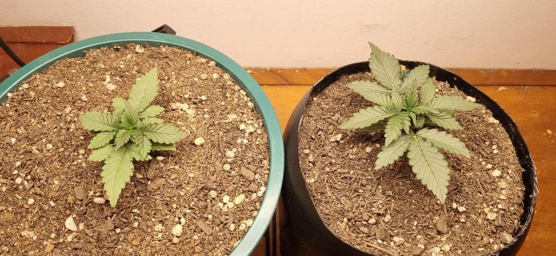 Pound Cake Auto!!. Week 3 - 26/02 - 15d