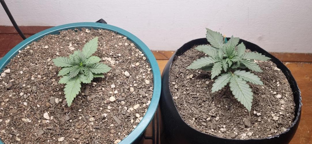 Pound Cake Auto!!. Week 3 - 27/02 - 16d