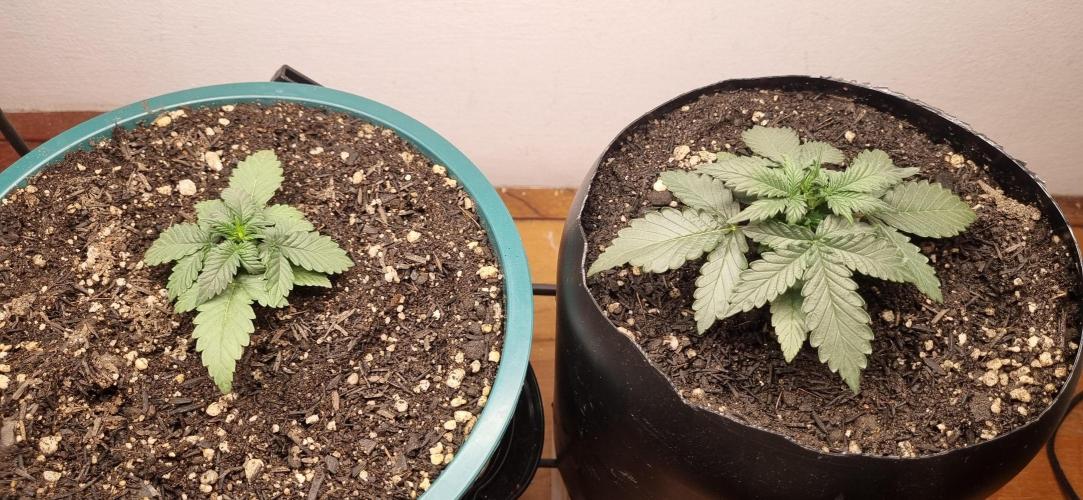 Pound Cake Auto!!. Week 3 - 28/02 - 17d