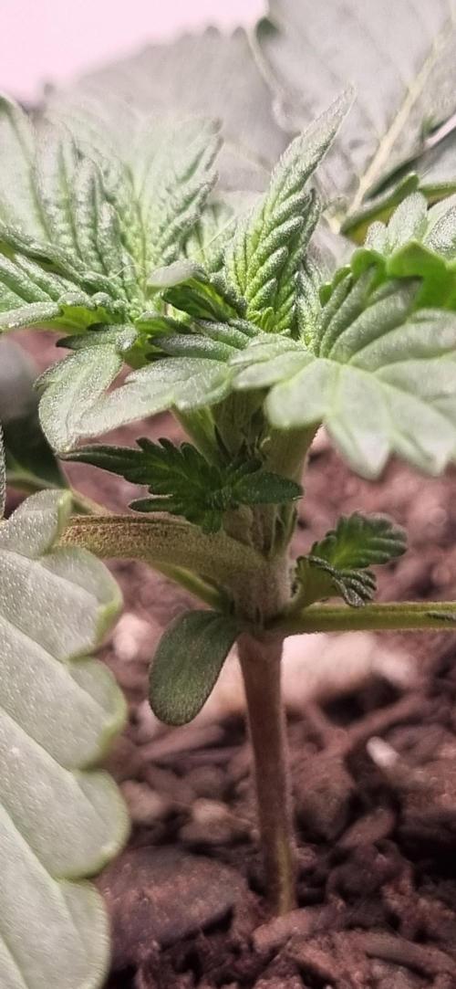 Pound Cake Auto!!. Week 3 - 26/02 -15d first pistils