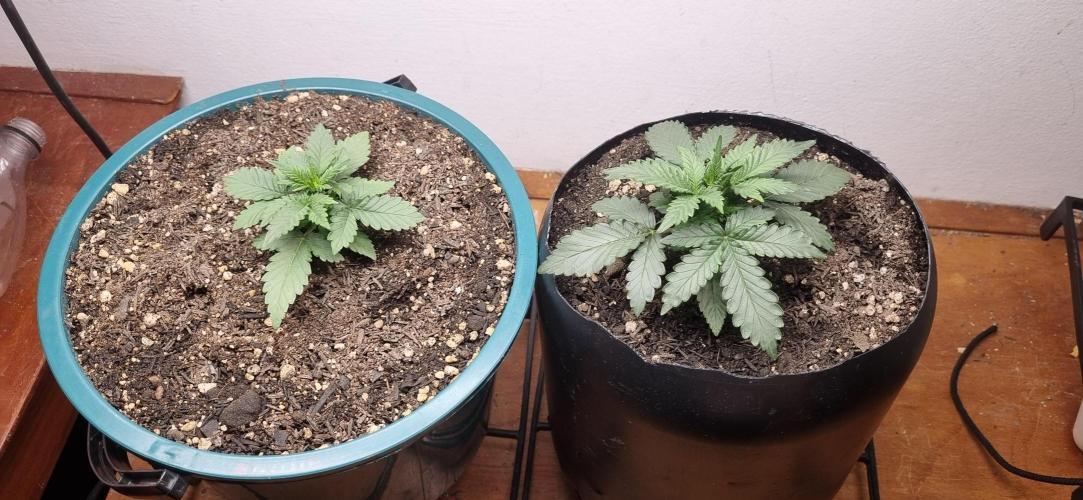 Pound Cake Auto!!. Week 3 - 01/03 - 18d