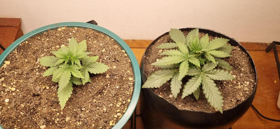 Pound Cake Auto!!. Week 3 - 02/03 - 19d