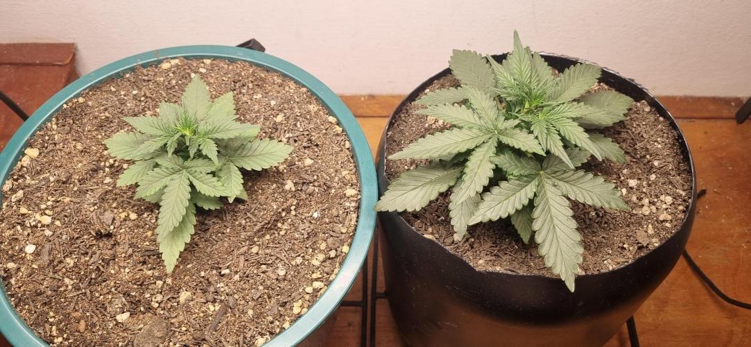 Pound Cake Auto!!. Week 3 - 03/03 - 20d