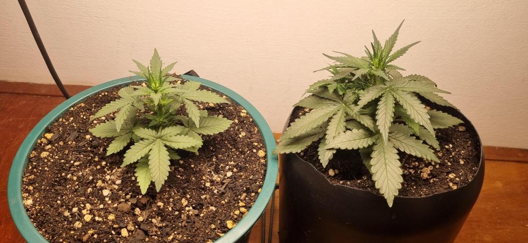Pound Cake Auto!!. Week 4 - 06/03 - 23d