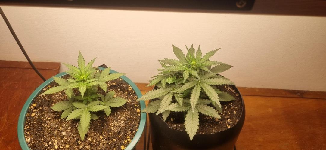 Pound Cake Auto!!. Week 4 - 07/03 - 24d
