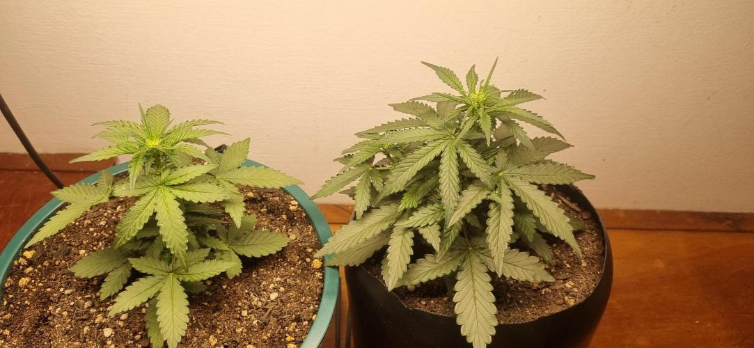 Pound Cake Auto!!. Week 4 - 08/03 - 25d