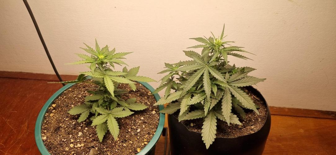 Pound Cake Auto!!. Week 4 - 09/03 - 26d