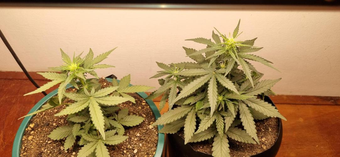 Pound Cake Auto!!. Week 4 - 10/03 - 27d