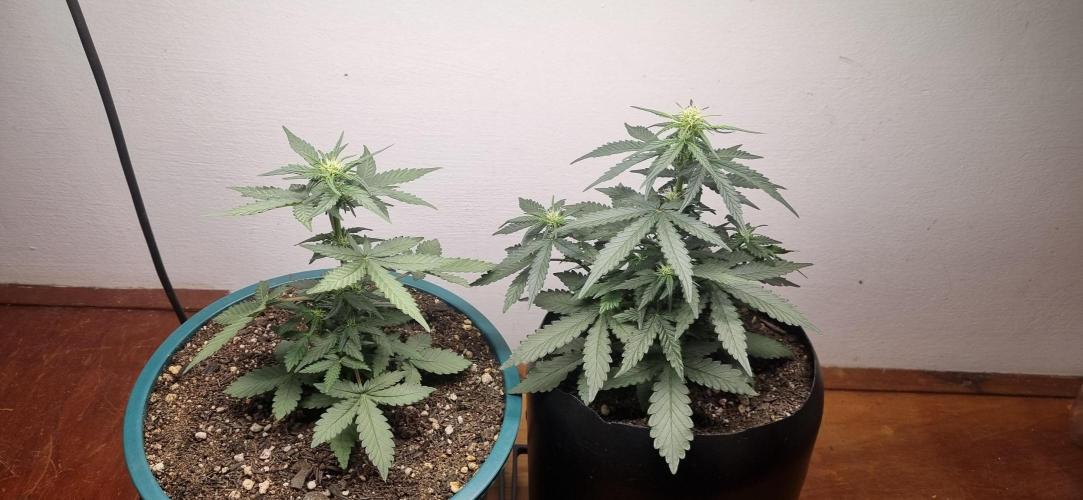 Pound Cake Auto!!. Week 4 - 11/03 - 28d