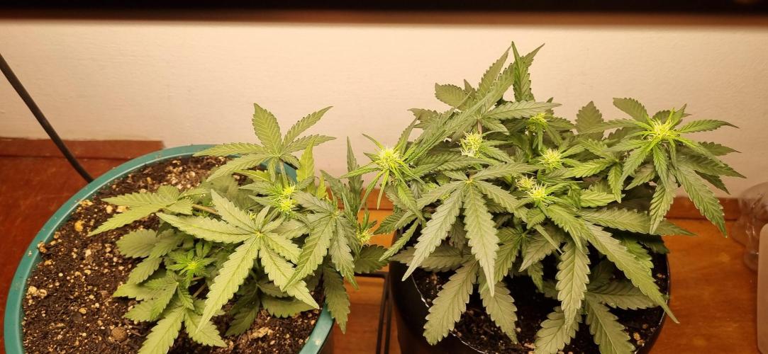 Pound Cake Auto!!. Week 5 - 12/03 - 29d