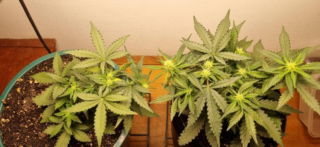 Pound Cake Auto!!. Week 5 - 13/03 - 30d