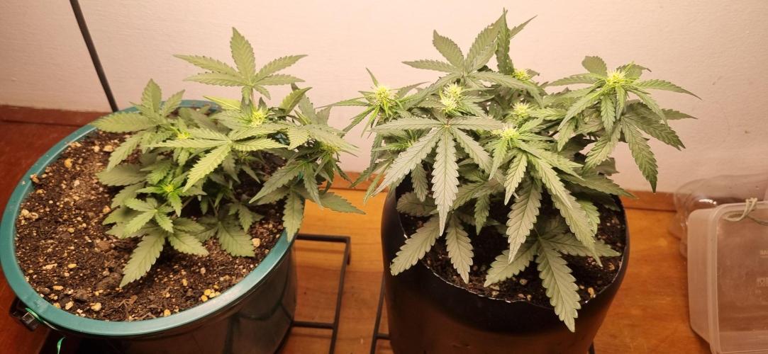 Pound Cake Auto!!. Week 5 - 14/03 - 31d