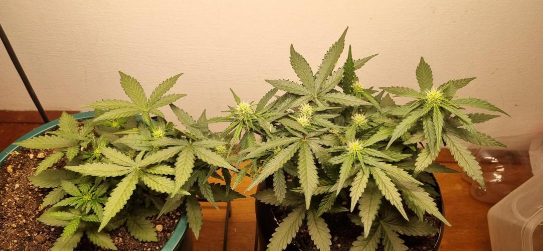 Pound Cake Auto!!. Week 5 - 15/03 - 32d