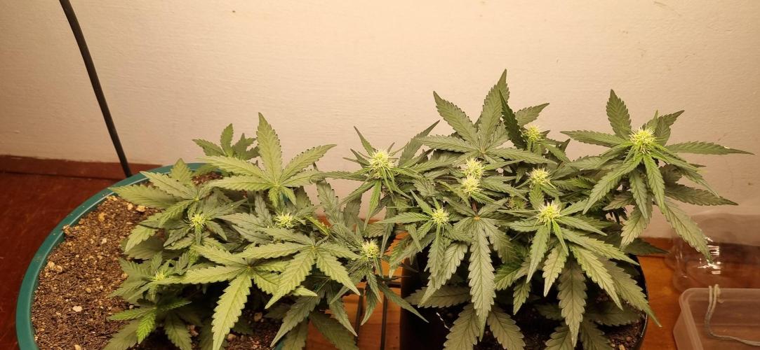 Pound Cake Auto!!. Week 5 - 16/03 - 33d