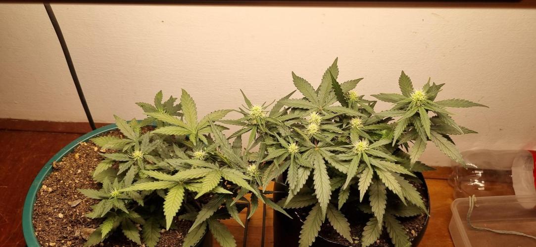 Pound Cake Auto!!. Week 5 - 17/03 - 34d
