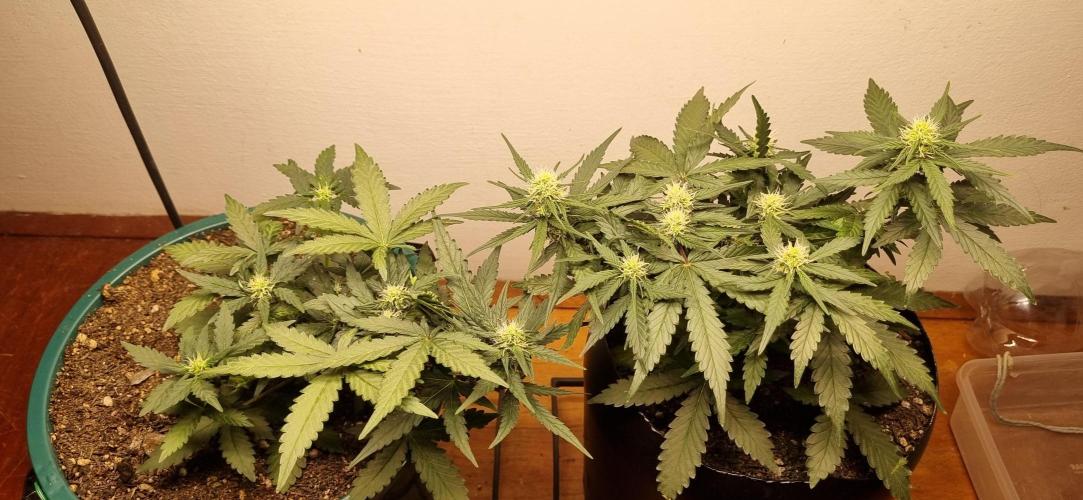 Pound Cake Auto!!. Week 5 - 18/03 - 35d