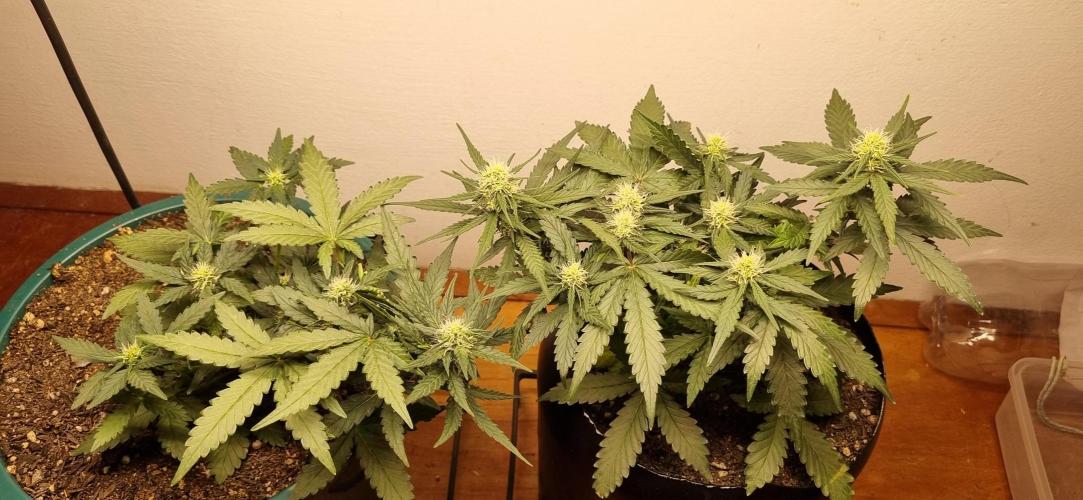 Pound Cake Auto!!. Week 6 - 19/03 - 36d