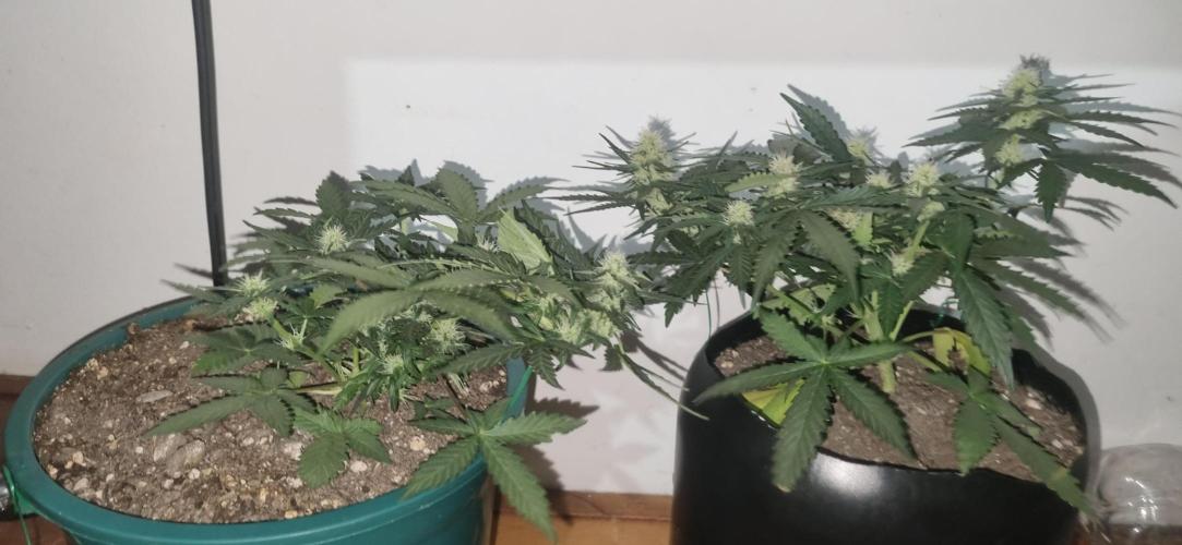 Pound Cake Auto!!. Week 6 - no light