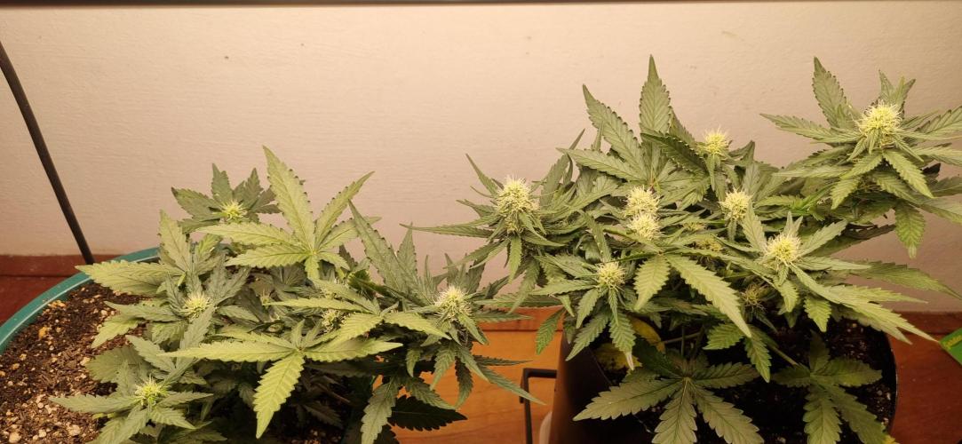 Pound Cake Auto!!. Week 6 - 20/03 - 37d