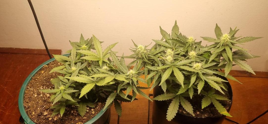 Pound Cake Auto!!. Week 6 - 21/03 - 38d