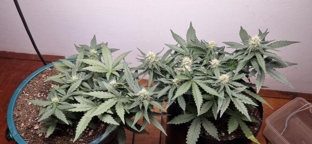 Pound Cake Auto!!. Week 6 - 22/03 - 39d