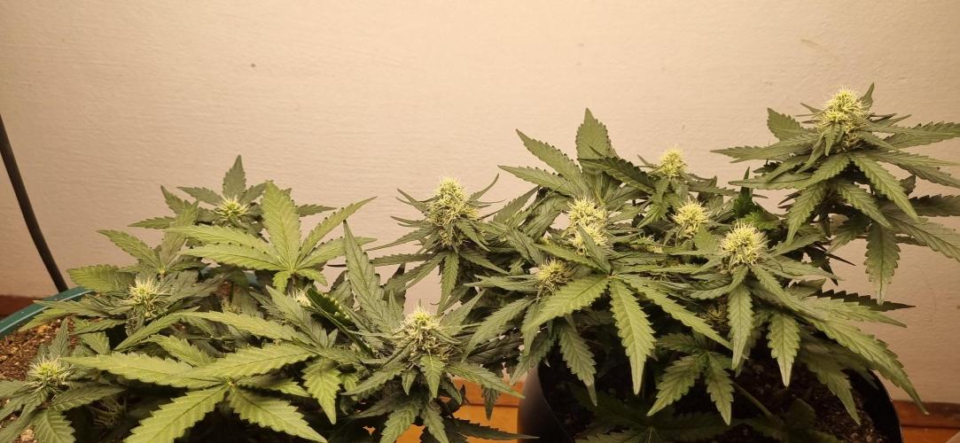 Pound Cake Auto!!. Week 6 - 23/03 - 40d