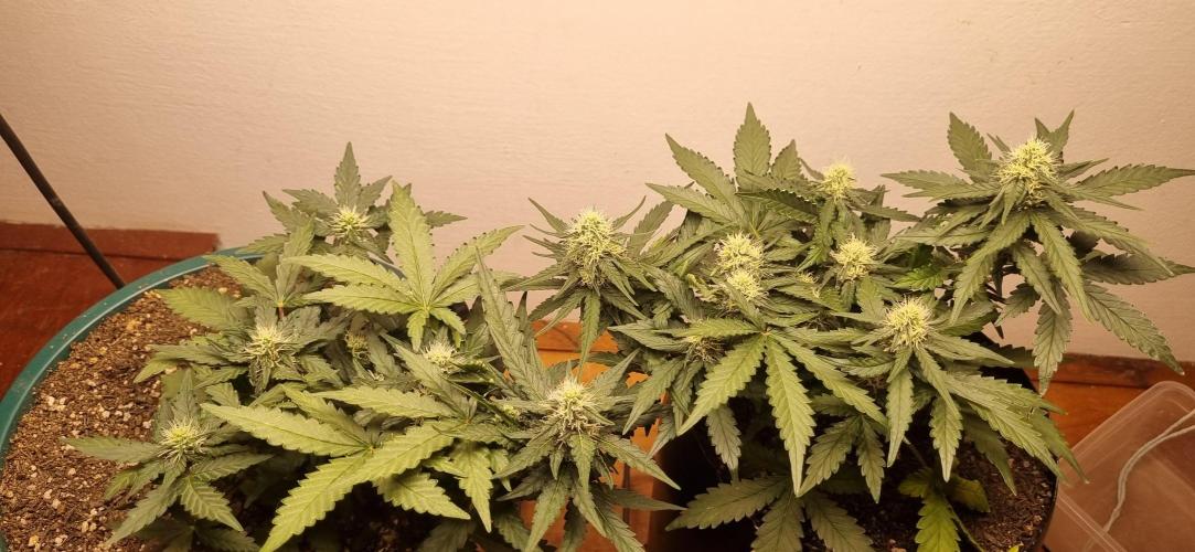 Pound Cake Auto!!. Week 6 - 24/03 - 41d