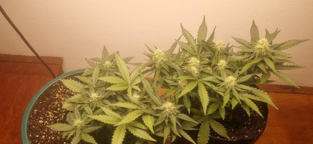 Pound Cake Auto!!. Week 6 - 25/03 - 42d