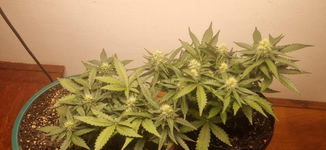 Pound Cake Auto!!. Week 7 - 26/03 - 43d