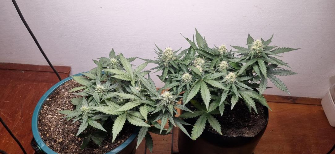 Pound Cake Auto!!. Week 7 - 27/03 - 44d