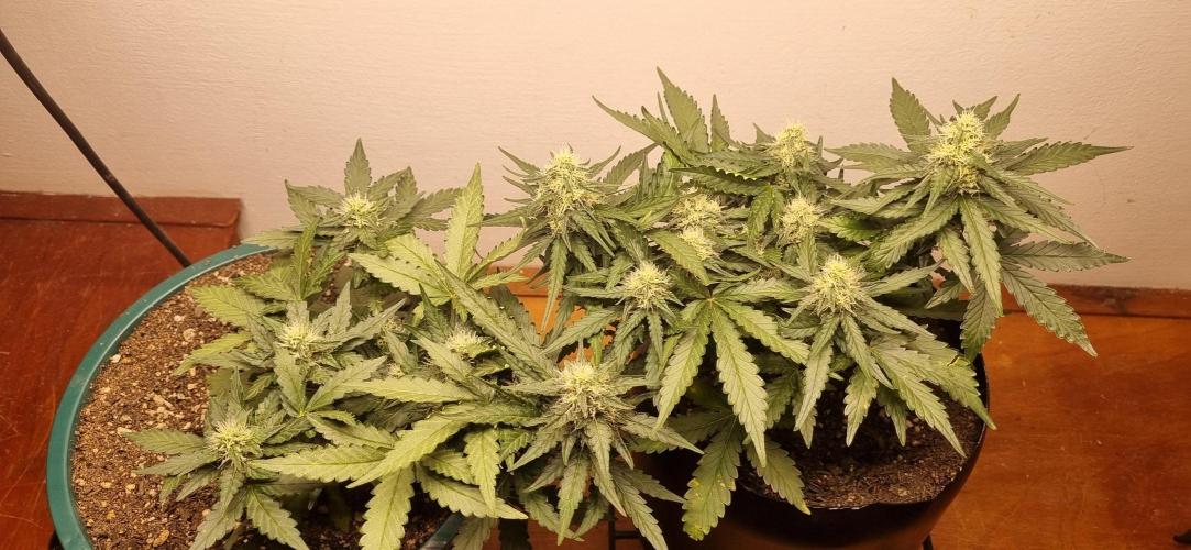 Pound Cake Auto!!. Week 7 - 28/03 - 45d