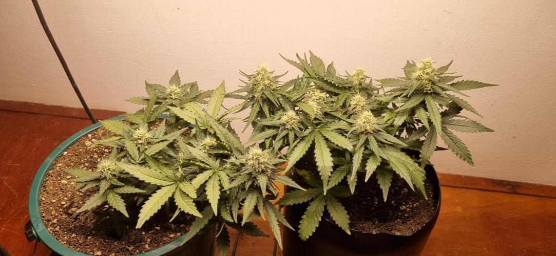 Pound Cake Auto™. Week 7