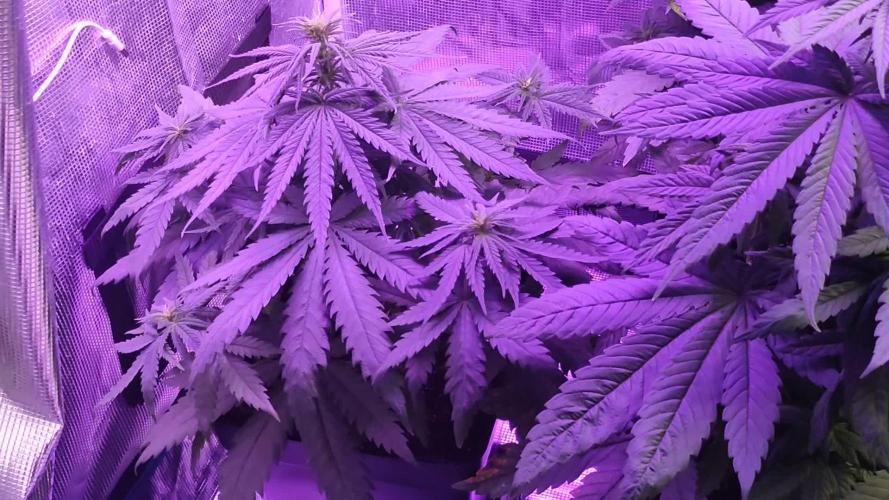 Lemon cookies kush