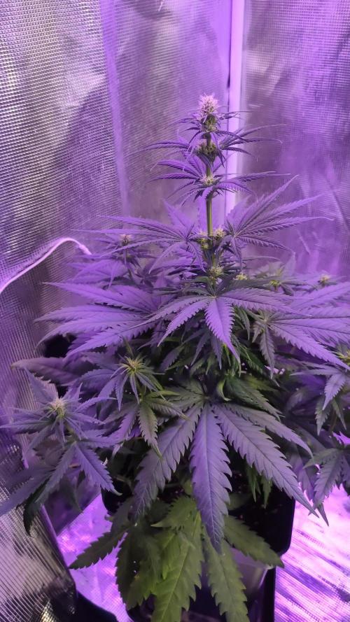 Lemon cookies kush