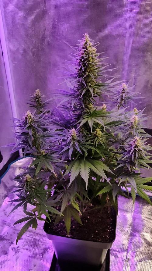 Lemon cookies kush