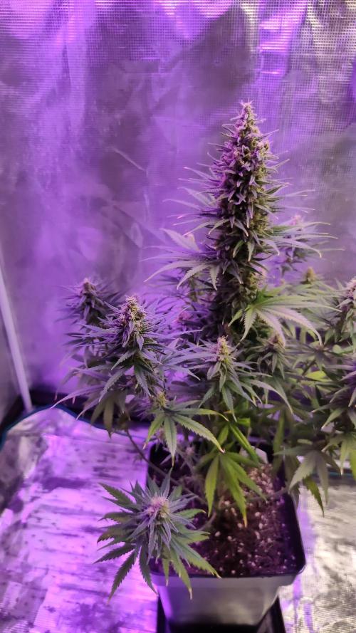 Lemon cookies kush