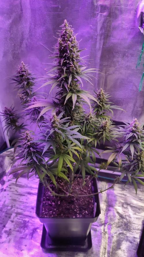 Lemon cookies kush
