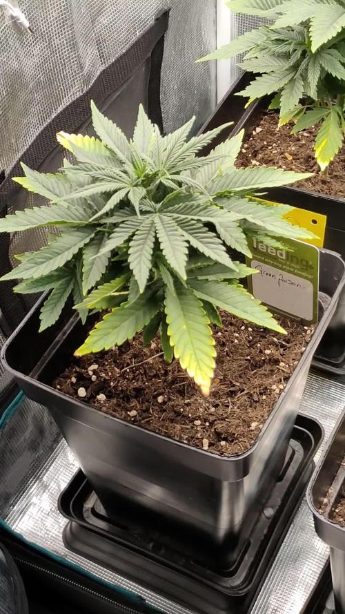 Green poison