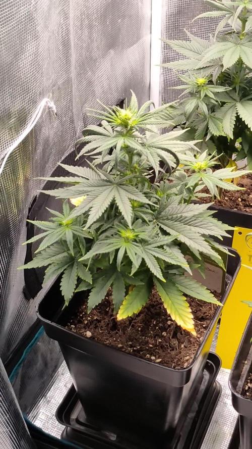 Green poison