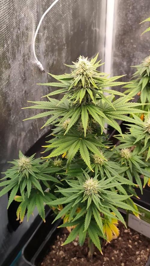Green poison