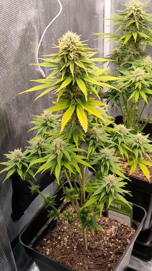 Green poison