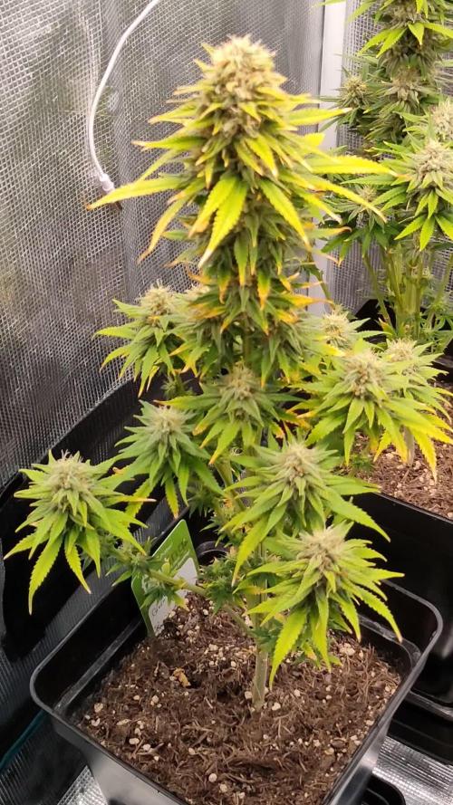 Green poison