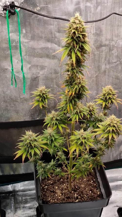 Tropicanna poison