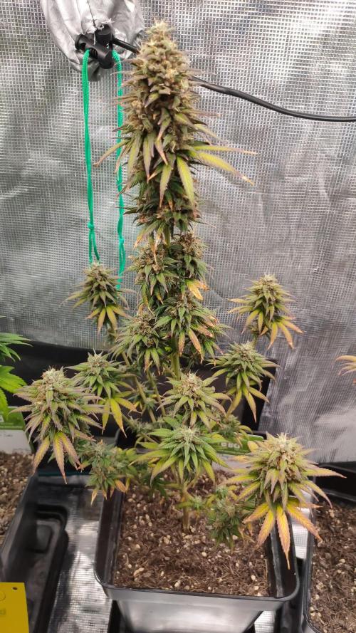 Tropicanna poison